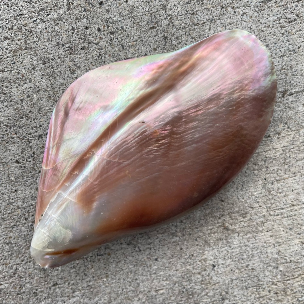 Conch Shell Buckle Iridescent Pale Gold Vintage